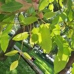 Erythrina mitis Leaf