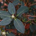 Rhododendron oreotrephes Folha