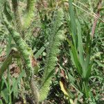 Anchusa undulata ᱥᱟᱠᱟᱢ