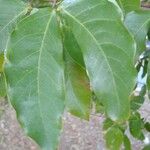 Hymenaea courbaril Leaf