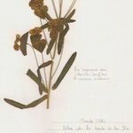 Euphorbia esula Flower