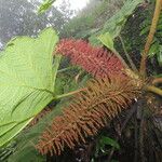 Gunnera insignis Leaf