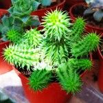 Euphorbia susannae Feuille
