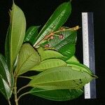Conostegia rufescens Other