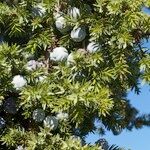 Juniperus drupacea অভ্যাস