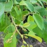 Dalbergia ecastaphyllum Leaf