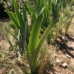 Iris aphylla Blad