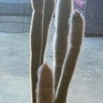 Cleistocactus strausii Blatt