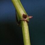 Epipremnum aureum Bark