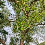 Acacia auriculiformis Blad