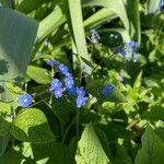 Brunnera macrophyllaKwiat