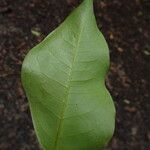 Erythrophleum ivorense Leaf