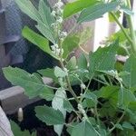 Chenopodium berlandieri Foglia