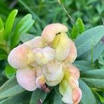 Rhododendron ferrugineum Blüte