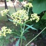 Patrinia scabiosifolia Květ