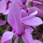 Cyclamen hederifolium Flower