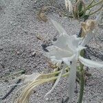 Pancratium illyricum Leaf