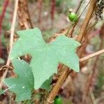 Melothria pendula Leaf