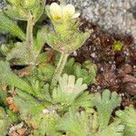 Saxifraga exarata Corteza