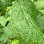 Rubus occidentalis Leaf