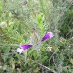 Cleonia lusitanica Flower