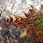 Pellaea quadripinnata Blatt