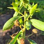Ludwigia peruviana Fruto