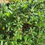 Pittosporum heterophyllum পাতা