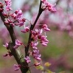 Cercis canadensisFloro