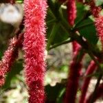 Acalypha hispida Muu