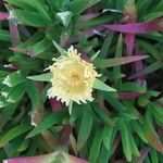 Carpobrotus edulis Hoja