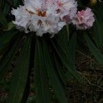 Rhododendron × geraldii Flower