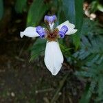 Trimezia northiana Flower