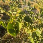 Abutilon hirtum Blad