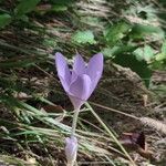 Colchicum multiflorumКветка