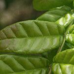 Combretum constrictum Leaf
