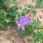 Solanum trilobatum Kvet