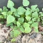 Parietaria floridana Hoja