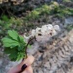 Corydalis cava Blomma