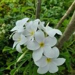 Plumeria pudica Jacq.Květ