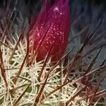 Mammillaria haageana Flower