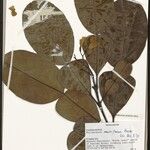 Phyllarthron multiflorum Diğer