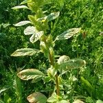 Amaranthus powellii Лист