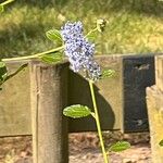 Ceanothus thyrsiflorusЦвят