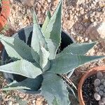 Agave asperrima Leaf