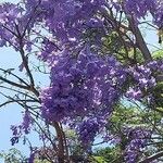Jacaranda mimosifolia Květ