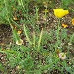 Papaver commutatum Fruit