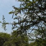 Vachellia astringens