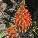 Aloe brevifolia Цвят