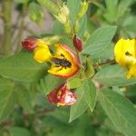 Cajanus cajan Flower